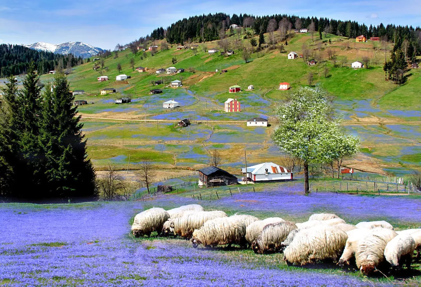 Trabzon'da Gezilecek Yerler: Kadıralak Tabiat Parkı