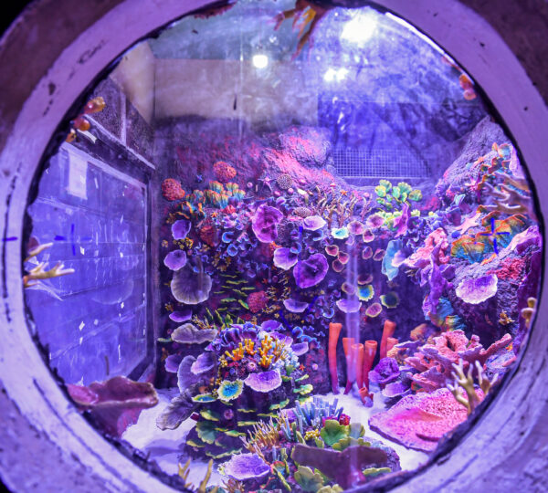 Trabzon Tünel Akvaryum