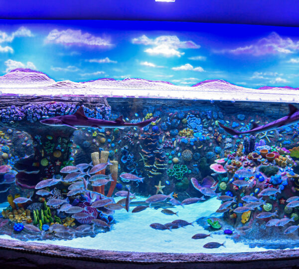 Trabzon Tünel Akvaryum