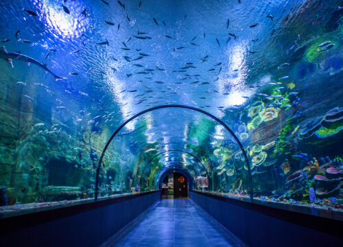 Tünel Akvaryum