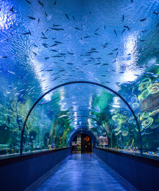 Trabzon'da Gezilecek Yerler: Tünel Akvaryum