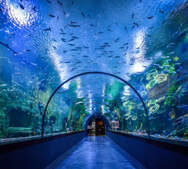 Trabzon'da Gezilecek Yerler: Tünel Akvaryum