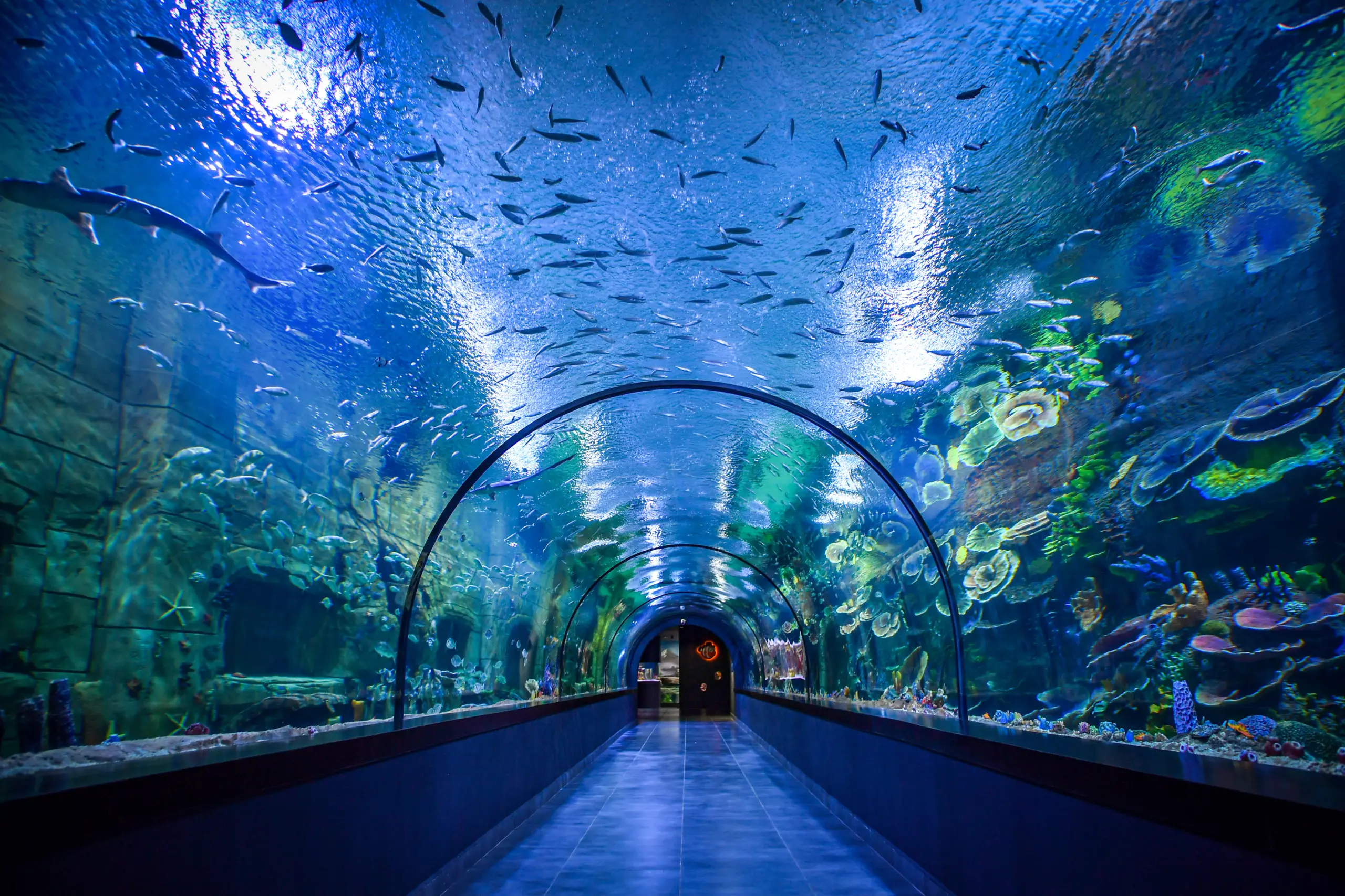 Trabzon'da Gezilecek Yerler: Tünel Akvaryum